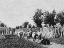 Canapa