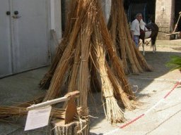 Canapa