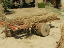 Canapa