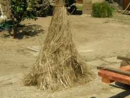 Canapa